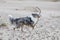 Blue merle shetland sheepdog sheltie running around on seaside sand with many small rocks near Baltic sea