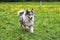 Blue Merle Shetland sheepdog sheltie running in a park