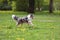 Blue Merle Shetland sheepdog sheltie running in a park