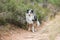 Blue merle shetland sheepdog standing on forest road near blooming heathers