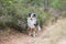 Blue merle shetland sheepdog standing on forest road near blooming heathers