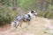 Blue merle shetland sheepdog standing on forest road near blooming heathers