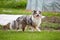 Blue merle Shetland sheepdong sheltie walking on green grass with small blooming white flowers