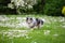 Blue merle Shetland sheepdong sheltie walking on green grass with small blooming white flowers