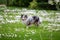 Blue merle Shetland sheepdong sheltie walking on green grass with small blooming white flowers