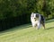 Blue Merle Tri-color Australian Shepherd Sprinting