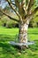 Blue metal bench around tree