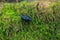 Blue metallic earth-boring dung beetle in green moss, selective focus