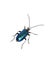 Blue metallic longhorn beetle