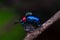 Blue milkweed beetle