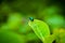 A Blue milkweed beetle