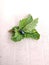 Blue mint leaf beetle, scientific name Chrysolina coerulans. Both the larvae and the adult beetles feed on mint.