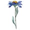 Blue mishaelmas daisy floral botanical flower. Watercolor background set. Isolated aster illustration element.