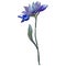 Blue mishaelmas daisy floral botanical flower. Watercolor background set. Isolated aster illustration element.