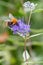 Blue mist Caryopteris clandonensis Heavenly Blue, flowers with a bumblebee