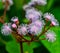 Blue mist plant - Eupatorium atrorubens, fluffy flowers of an ornamental plant