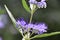 Blue Mist Spirea flower petal closeup