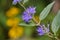 Blue Mist Spirea flowers with yellow goldenrod background