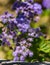 Blue Mistflower, Conoclinium coelestinum