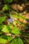 Blue Mistflower, Conoclinium coelestinum