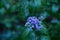 Blue Mistflower, Conoclinium coelestinum, closeup of pretty native wildflower in Georgia with blurry green leaf backdrop