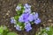 Blue mistflower Conoclinium coelestinum or purple blue Ageratum flower plant growing on ground