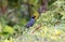 Blue Mockingbird Melanotis caerulescens Perched in Dense Vegetation in Jalisco, Mexico