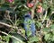 Blue Mockingbird Melanotis caerulescens Perched in Dense Vegetation in Jalisco, Mexico