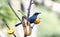 Blue Mockingbird Melanotis caerulescens Perched at a Feeding Station in Jalisco, Mexico