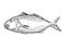 Blue Moki New Zealand Fish Cartoon Retro Drawing