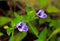 Blue Moneywort or Lindernia Grandiflora,