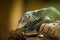 Blue monitor lizard portrait