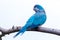 Blue Monk Parakeet