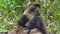 Blue Monkey in Arusha NP