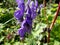 Blue monkshood flower on meadow