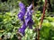 Blue monkshood flower on meadow