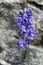 Blue monkshood flower on meadow in austrian alps