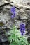 Blue monkshood flower on meadow in austrian alps