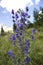 Blue monkshood in front of mountain Zugspitze, Bavaria