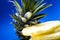 Blue monophonic background. The fresh cut pineapple on round segments. Green leaves. Tropical fruit. Vitamins and health.