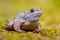 Blue Moor frog looking in camera