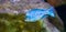 Blue moorii dolphin cichlid fish in closeup, a tropical aquarium pet from the malawi lake
