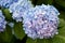 Blue Mophead Hydrangea Flowers- Endless Summer