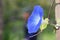 Blue morning glory (Ipomea tricolor) \\\'Heavenly Blue\\\'. Convolvulaceae perennial plants.