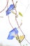 Blue morning glory (Ipomea tricolor) \\\'Heavenly Blue\\\'. Convolvulaceae perennial plants.