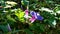 Blue Morning glory (ipomoea) flowers in the garden close up