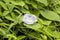 Blue morning glory, Ipomoea indica