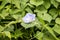 Blue morning glory, Ipomoea indica