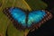 Blue morph butterfly