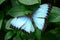 Blue morph butterfly